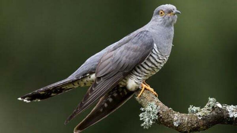 Tracking project launched to solve mystery of where Irish cuckoos spend winters Tracking project launched to solve mystery of where Irish cuckoos spend winters