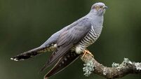 Tracking project launched to solve mystery of where Irish cuckoos spend winters