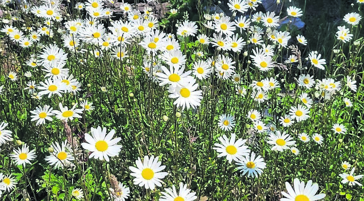 Ox eye daisies are looking splendid throughout the countryside as they begin their lengthy flowering period. Ox eye daisies are looking splendid throughout the countryside as they begin their lengthy flowering period.