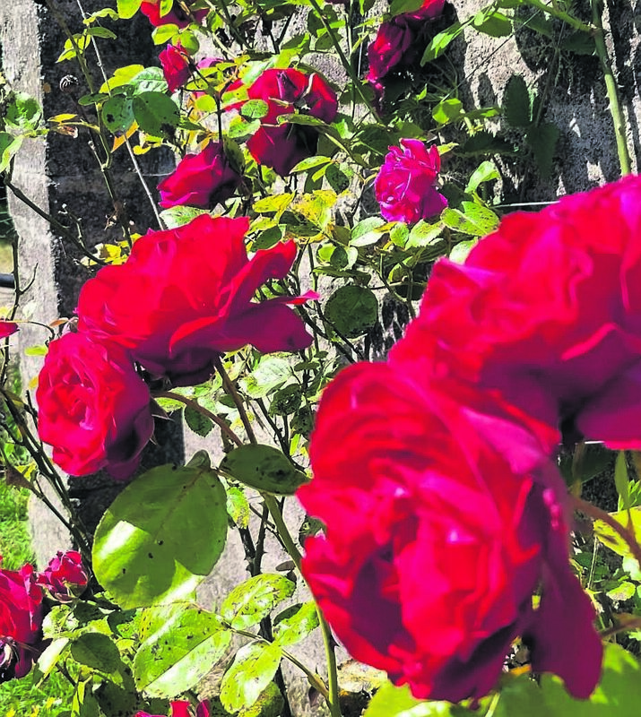 The weather is really suiting roses right now and Rosa ‘Dublin Bay’ is seen here putting on a fine display.