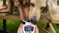 Pub sees sales increase 20% after introducing 'dog-friendly' menu