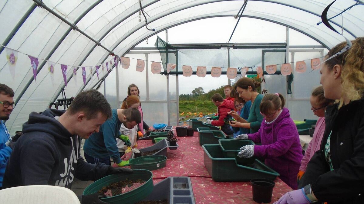 Field of Dreams to feature in Angelus series 