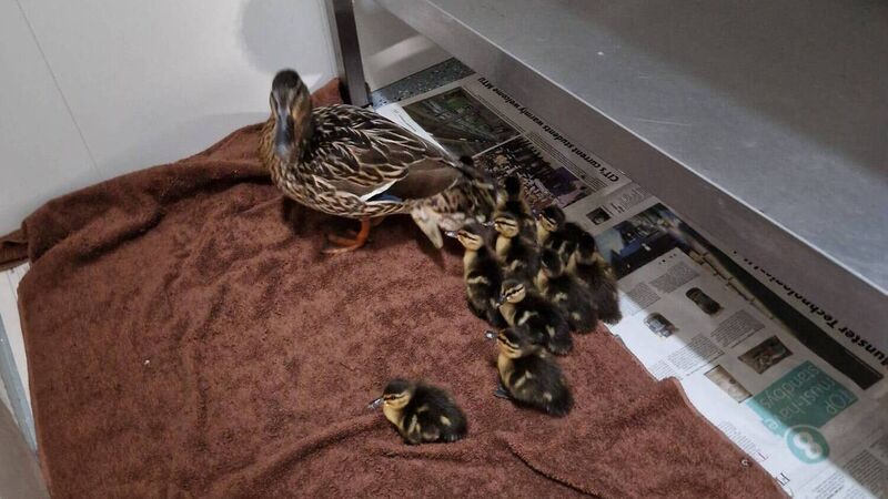 Mother and her 10 ducklings waddle into Cork garda station Mother and her 10 ducklings waddle into Cork garda station