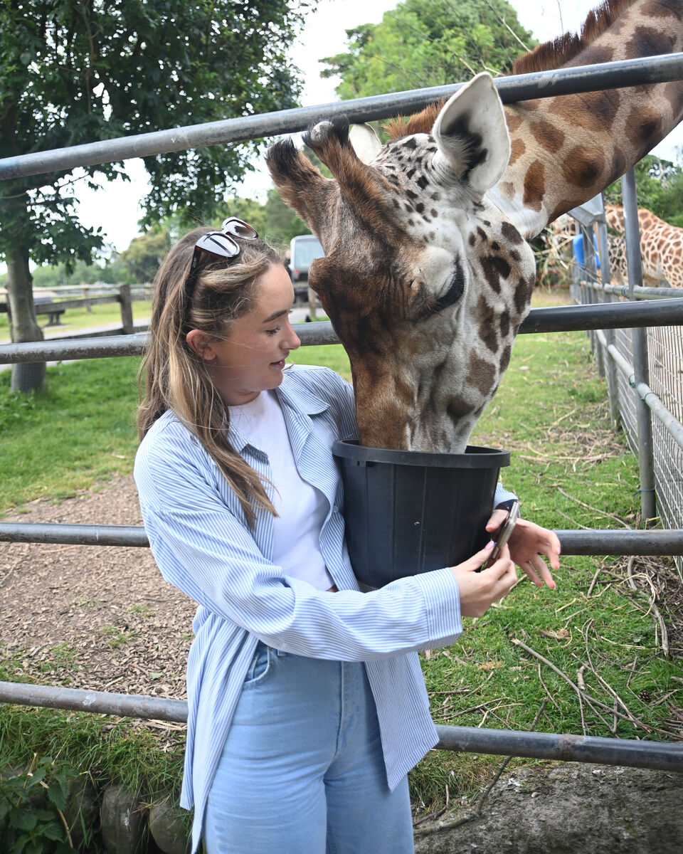 Freelance reporter Tara Maher gets to feed the giraffes during a 'behind the scenes' tour of the park with Willie Duffy. Picture Larry Cummins Freelance reporter Tara Maher gets to feed the giraffes during a 'behind the scenes' tour of the park with Willie Duffy. Picture Larry Cummins