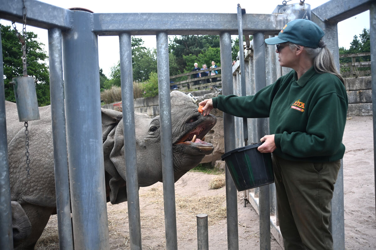 Lesley Bailey, zookeeper and education tour guide feeds the female rhino Maya. Picture; Larry Cummins Lesley Bailey, zookeeper and education tour guide feeds the female rhino Maya. Picture; Larry Cummins