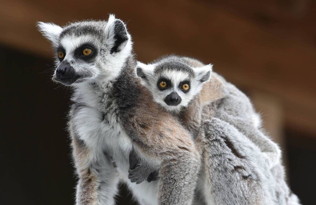 A Ring-tailed lemur carrying her new born baby on her back at Fota Wildlife Park. Picture Dan Linehan A Ring-tailed lemur carrying her new born baby on her back at Fota Wildlife Park. Picture Dan Linehan