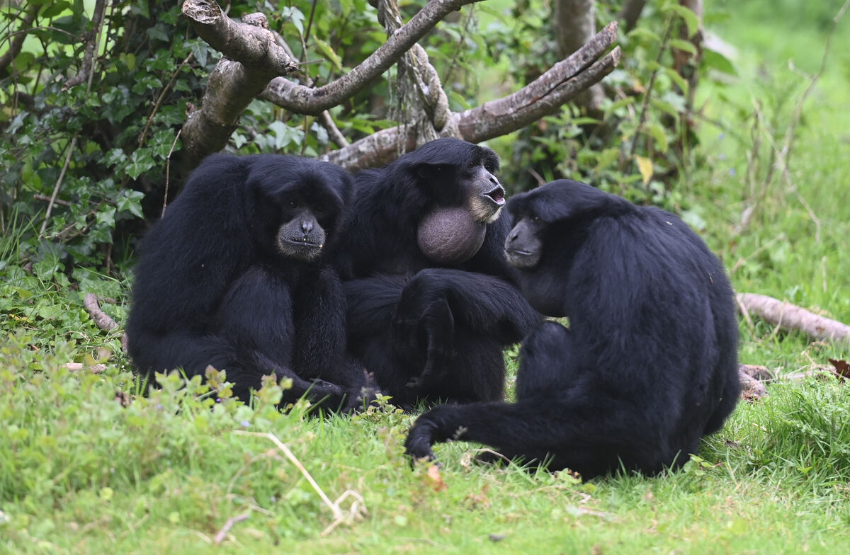 Siamang gibbons call-out in their enclosure in the park. Picture; Larry Cummins Siamang gibbons call-out in their enclosure in the park. Picture; Larry Cummins