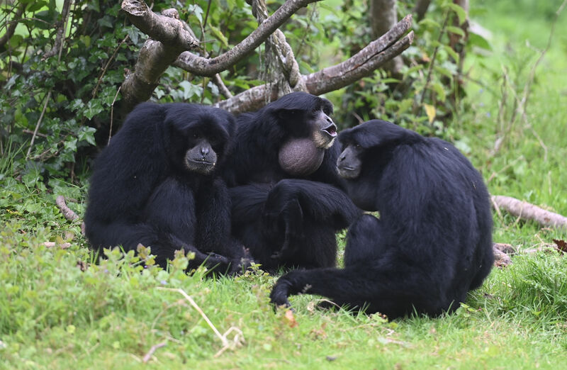 Siamang gibbons call-out in their enclosure in the park. Picture; Larry Cummins Siamang gibbons call-out in their enclosure in the park. Picture; Larry Cummins