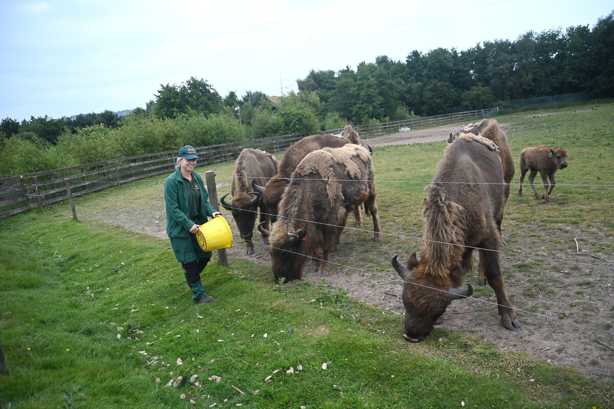Nicola Copithorne checks on the European bison at their outdoor enclosure. Picture; Larry Cummins Nicola Copithorne checks on the European bison at their outdoor enclosure. Picture; Larry Cummins
