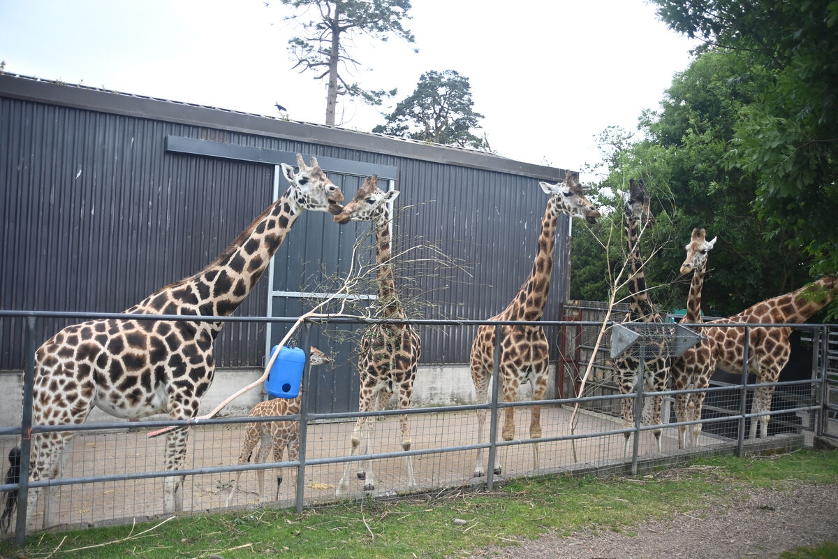 Giraffes outside their house in the park. Pic; Larry Cummins Giraffes outside their house in the park. Pic; Larry Cummins