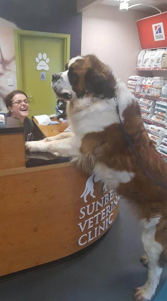Suzanne Kelly from Sunbeam Veterinary Hospital greets a patient at reception. The veterinary surgeon spoke to the Echo about the unusual cases she has dealt with including a 10ft python.