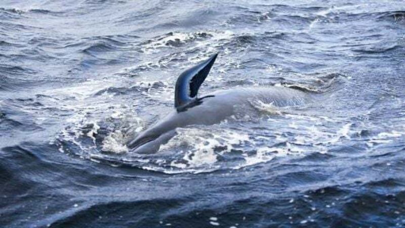 Pod of 20 whales spotted in Waterford Estuary