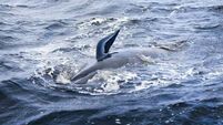 Pod of 20 whales spotted in Waterford Estuary
