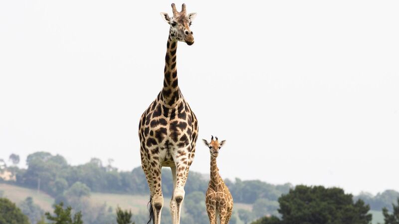 Fota Wildlife Park celebrates 40th anniversary and birth of new baby giraffe