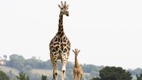 Fota Wildlife Park celebrates 40th anniversary and birth of new baby giraffe