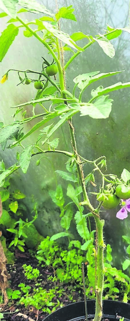 Using soft garden twine and training new growth of cordons in each week is the best support for indeterminate tomatoes Using soft garden twine and training new growth of cordons in each week is the best support for indeterminate tomatoes