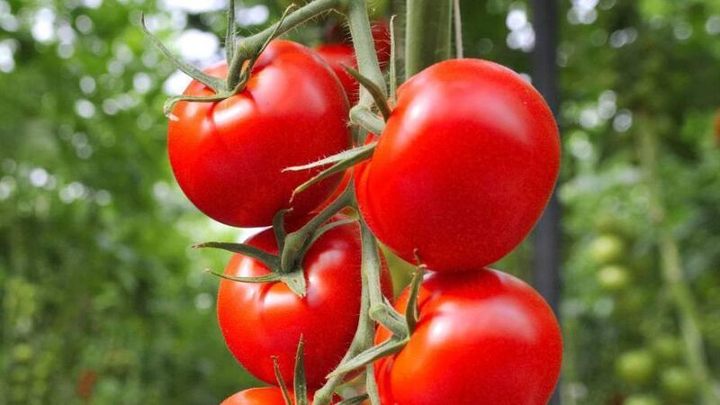 A guide to growing the tastiest tomatoes A guide to growing the tastiest tomatoes