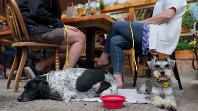 Calls for more dog-friendly services