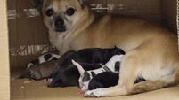 Litter of puppies found abandoned in cardboard box beside bin