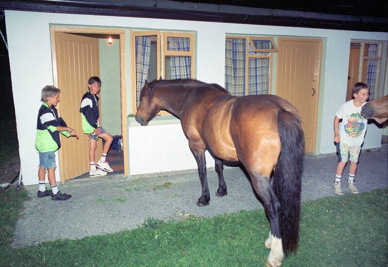 Young visitors getting some interest from this horse at Matt Murphy's holiday centre on Sherkin Island. Photograph: Richard Mills Young visitors getting some interest from this horse at Matt Murphy's holiday centre on Sherkin Island. Photograph: Richard Mills