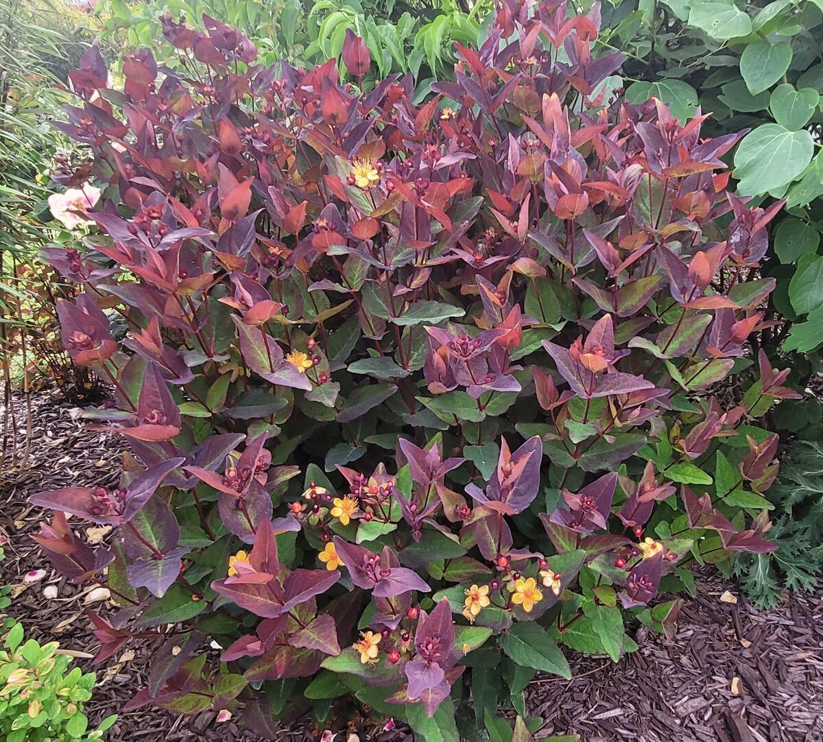Hypericum 'Miracle Night' Hypericum 'Miracle Night'