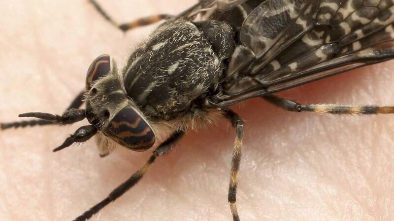 I had to dress like a beekeeper to keep horse flies from biting me!