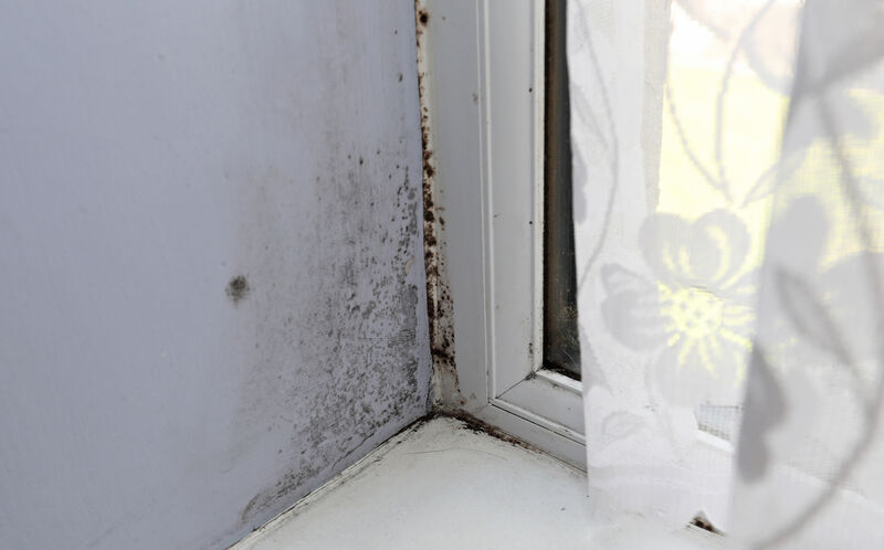 Mould, even after cleaning in the front room. Mould, even after cleaning in the front room.