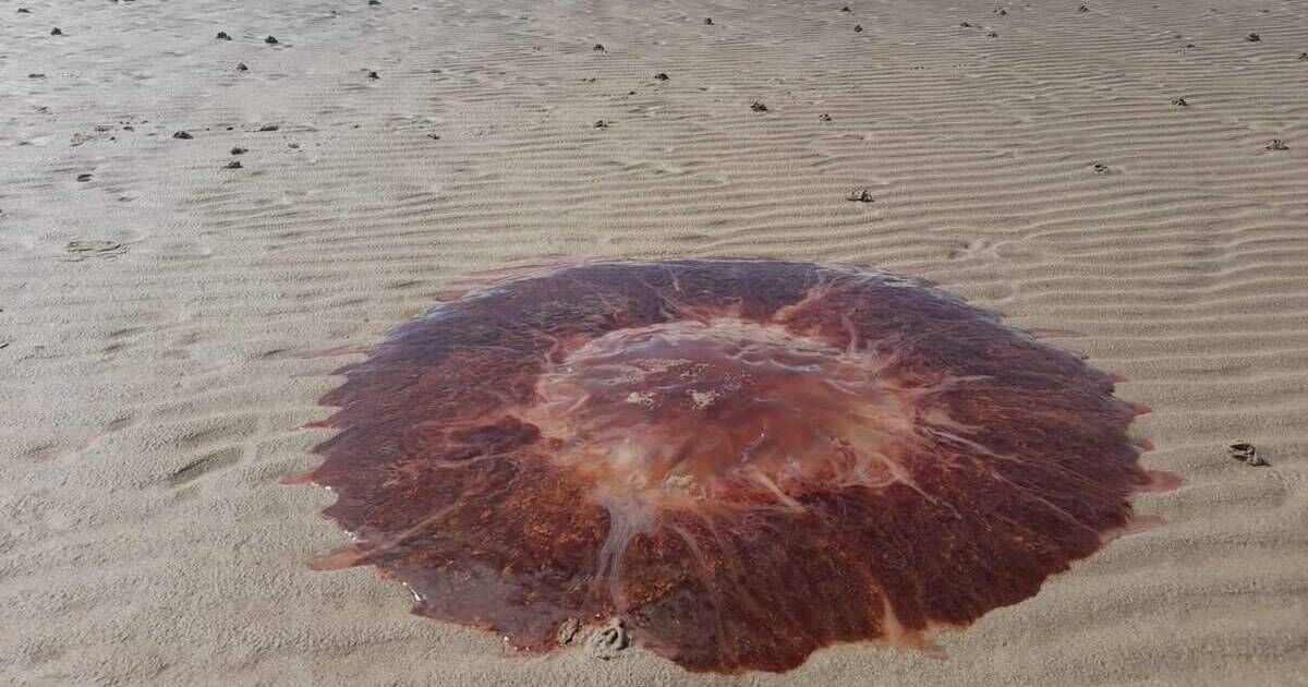 Red flag in place at popular Cork beach due to sightings of Lion's Mane jellyfish - Vimarsana News