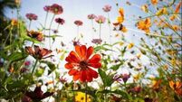 Keelings open new €20m flower facility in Dublin