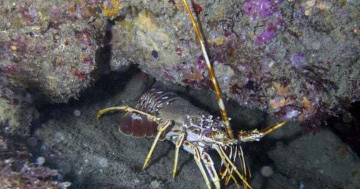 Cork records its first ever crayfish plague on the River Blackwater - Vimarsana News