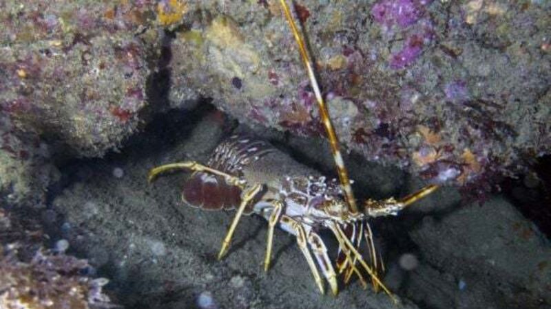 Cork records its first ever crayfish plague on the River Blackwater