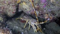 Cork records its first ever crayfish plague on the River Blackwater