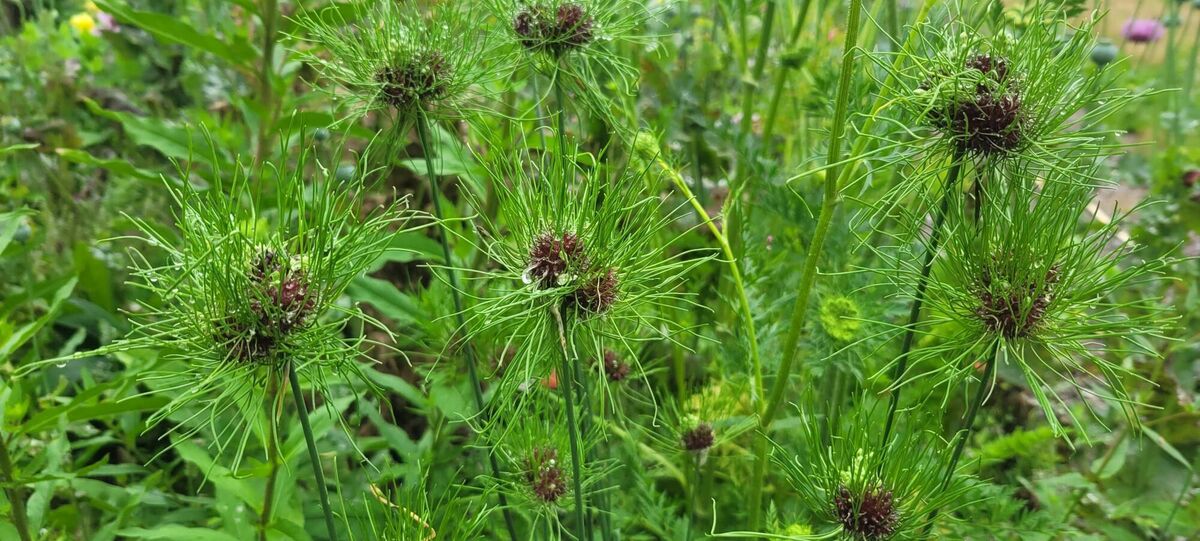 Allium 'Hair'. Allium 'Hair'.