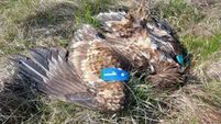 Tánaiste 'saddened and shocked' at poisoning of eagle in Co Antrim