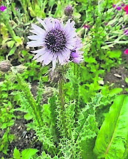 Berkheya purpurea or south Africian thistle.