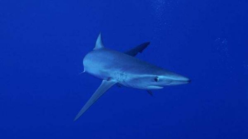 Warning to Irish tourists as sharks spotted near popular beaches in Spain and Portugal Warning to Irish tourists as sharks spotted near popular beaches in Spain and Portugal