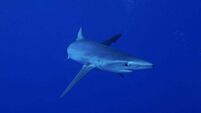 Warning to Irish tourists as sharks spotted near popular beaches in Spain and Portugal