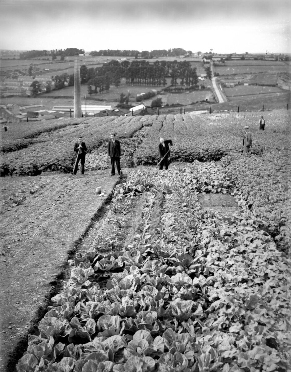 Unemployed men tending vegetable plots at Assumption Road, Cork, in July, 1941