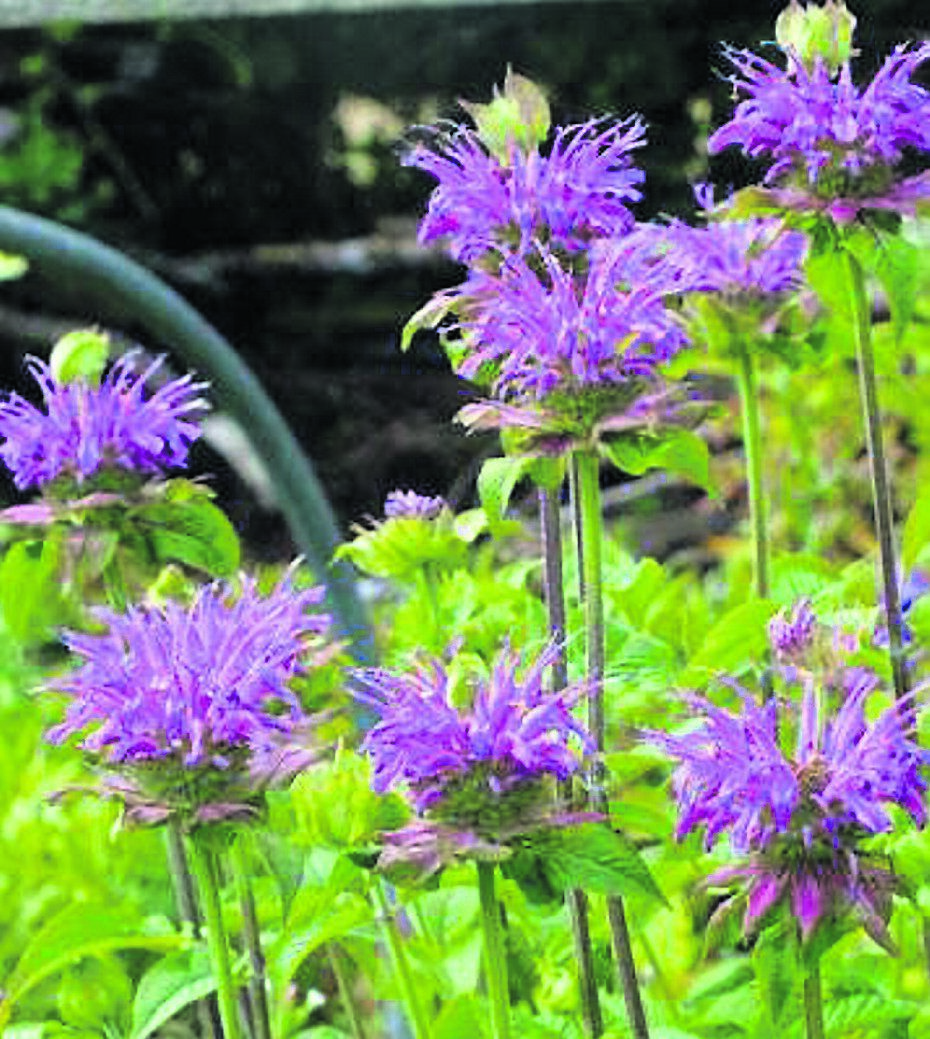 ABOVE: Monarda‘Prarienacht’ bears vibrant violet flowers - see Plant of the Week ABOVE: Monarda‘Prarienacht’ bears vibrant violet flowers - see Plant of the Week