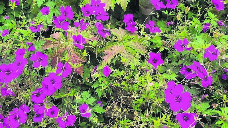 Amidst all the rain... the purple plants reign! Amidst all the rain... the purple plants reign!
