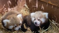 Fota Wildlife Park announces the birth of three critically endangered Red panda cubs.