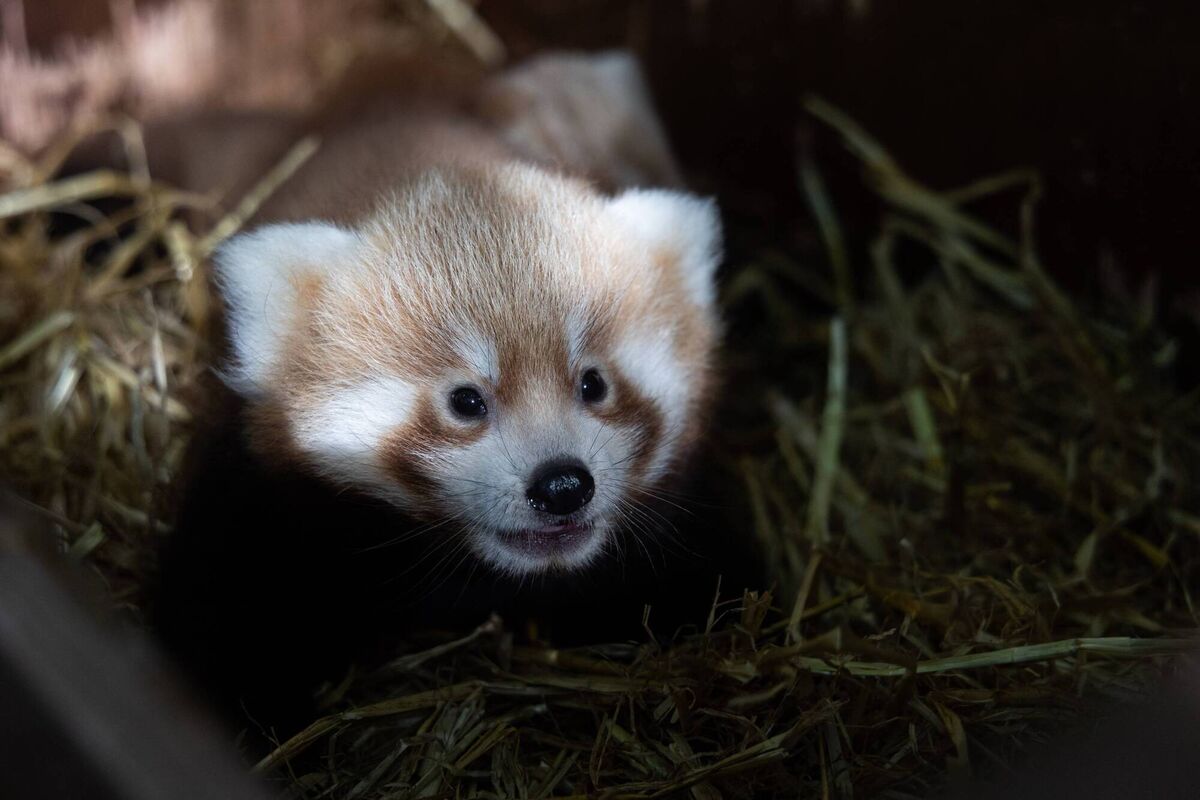 There are less than 2500 mature Red pandas in the wild. Fota Wildlife Park is asking the public to help name the Panda cubs. Photo Darragh Kane