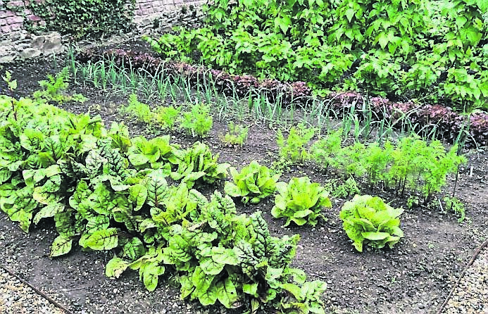 The vegetable garden was looking good The vegetable garden was looking good