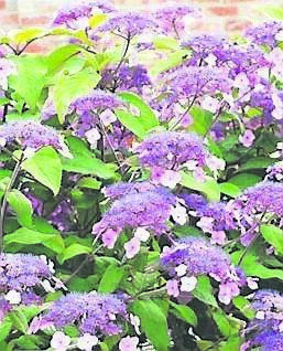 Hydrangea aspera Hydrangea aspera
