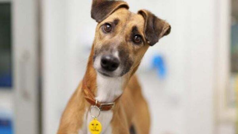 Number of stray dogs entering dog pounds jumps 95%