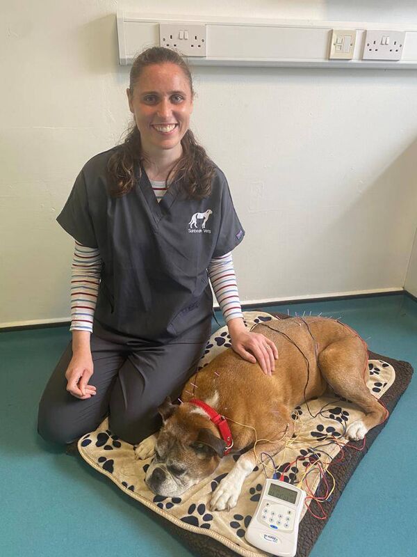 Erin Cooper Fernandes performing electroacupuncture on one of her patients Roxy which has become popular among pets in recent years.