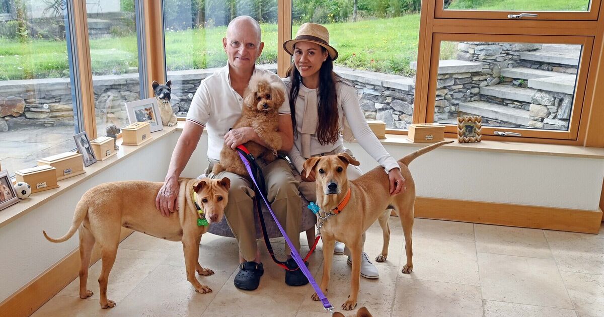 Cork man paid €15k to be reunited with beloved dogs after leaving his Hong Kong home - Vimarsana News