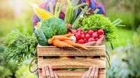 Farmer woman holding wooden box full of fresh raw vegetables.