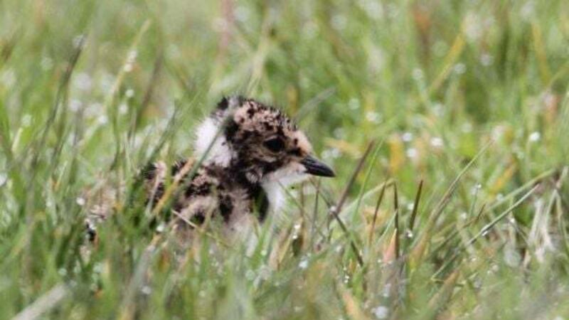 Endangered bird makes return to Co Down bog thanks to conservation efforts Endangered bird makes return to Co Down bog thanks to conservation efforts