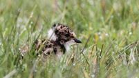 Endangered bird makes return to Co Down bog thanks to conservation efforts